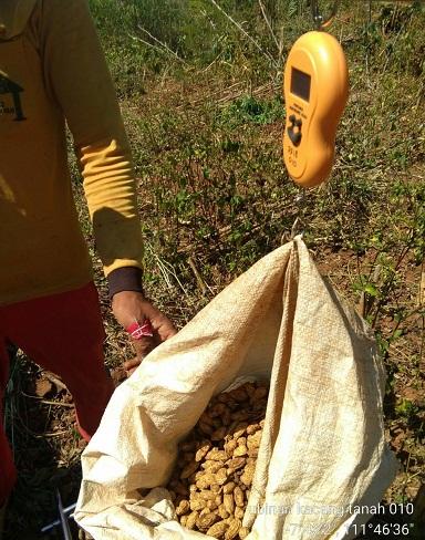 Ubinan Kacang Tanah di Desa Duren, Sawahan