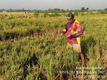 KSA survey in Kedungpadang