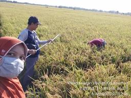 Supervision of Ubinan 2020 in Kauman Village, Nganjuk