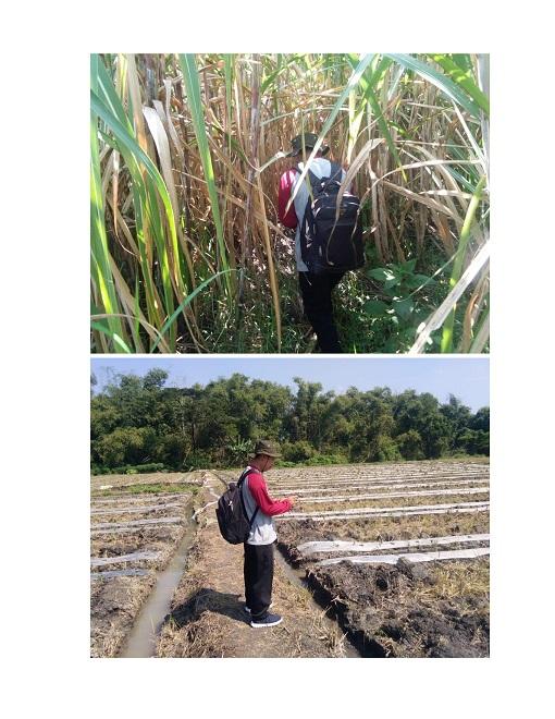 Pengecekan segmen KSA jagung karangsemi gondang 1 sub tengah sungai, 1 sub semangka, 2 sub tebu