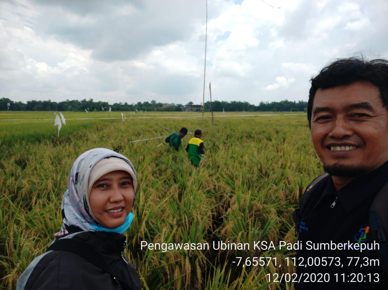 Pengawasan Ubinan KSA Padi di Desa Sumberkepuh, Tanjunganom