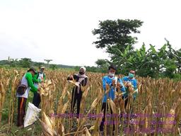 Corn Ubinan Survey in Pace Wetan Village, Pace