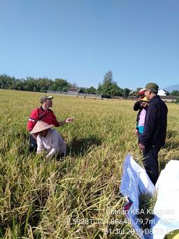 Ubinan KSA Rice in Kauman, Nganjuk