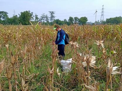 Corn Tiles for Corn Conversion Survey Sample (SKJG 2020) in Tanjunganom Village, Tanjunganom