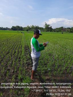 Supervision of KSA Corn in Sumberksatria Village, Tanjunganom