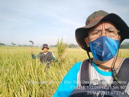 Pengawasan Ubinan KSA Padi di Desa Nglawak, Patianrowo