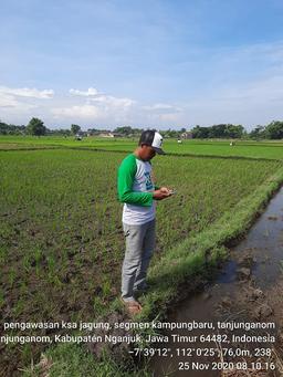 Pengawasan KSA Jagung di Desa Kampungbaru, Tanjunganom