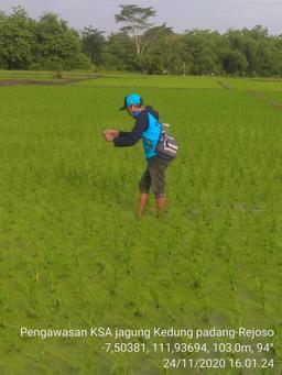 Supervision of KSA Corn in Kedungpadang Village, Rejoso