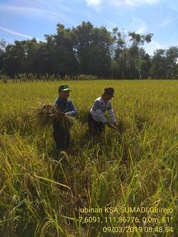 Ubinan KSA di Desa Girirejo, Bagor