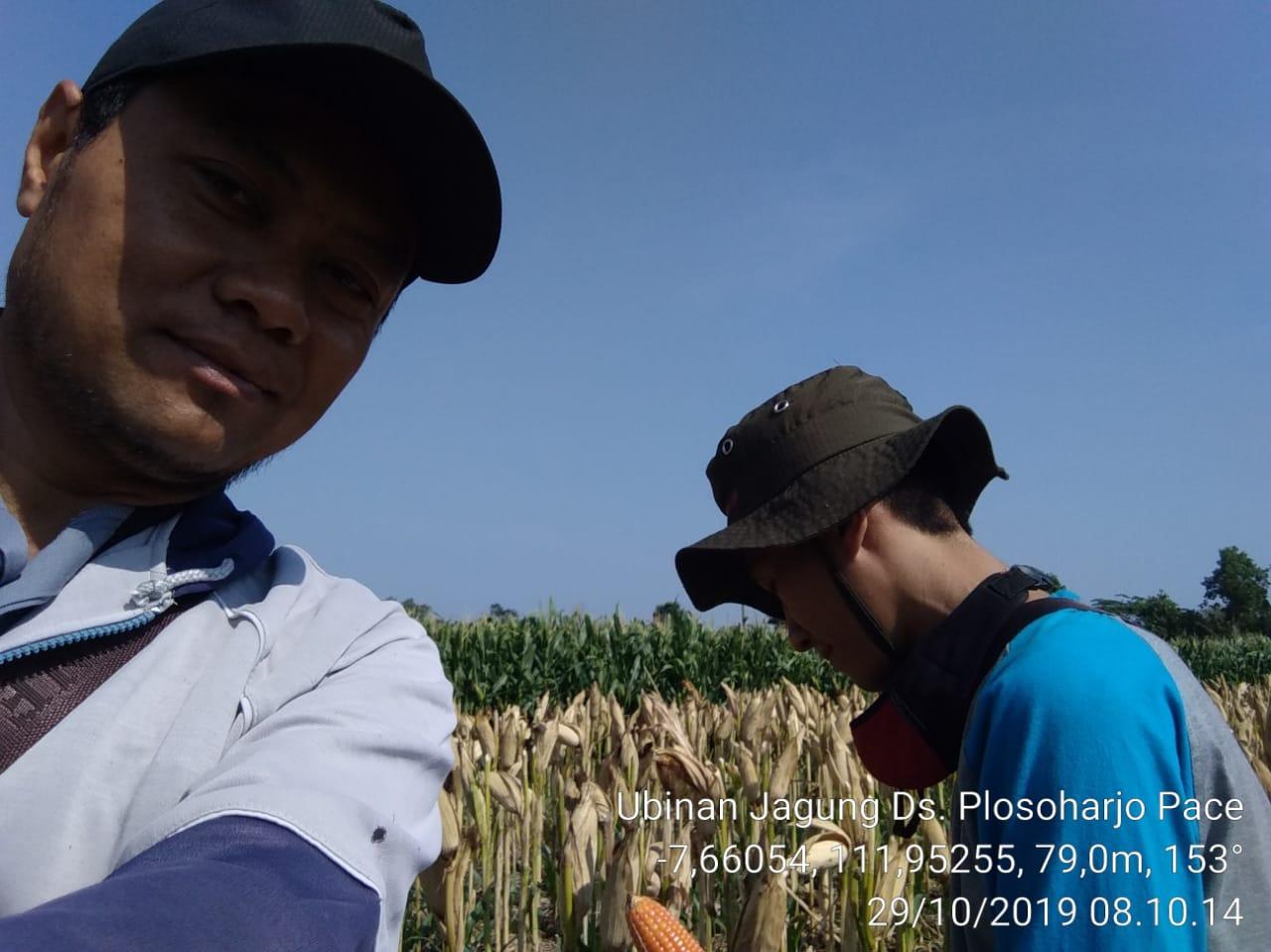 Ubinan KSA Jagung di Desa Plosoharjo, Pace