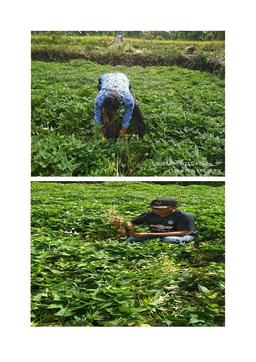  Ubinan Sweet Potatoes in Margopatut, Subdistrict of Sawahan