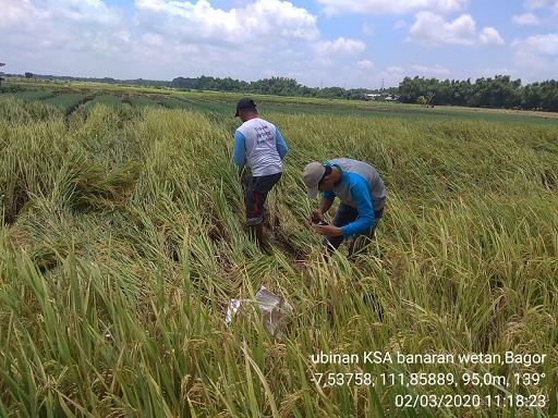 KSA tiles in Banaran Wetan Village, Bagor