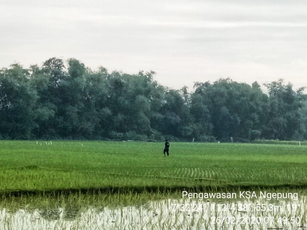 Pengawasan KSA di Desa Ngepung, Patianrowo