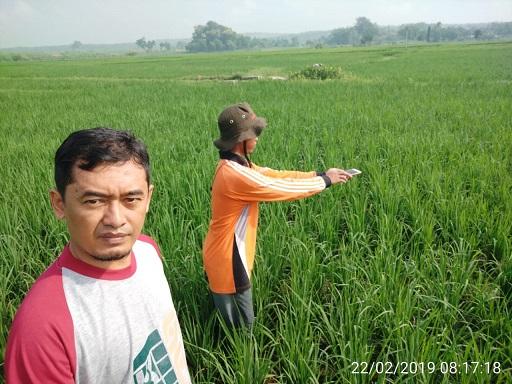 Ubinan KSA in Ngringin Village, Lengkong