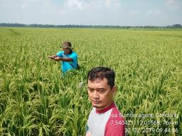 Ubinan KSA di Desa Sumberagung, Gondang