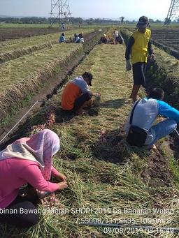 Ubinan Bawang Merah di Desa Banaran Wetan, Bagor