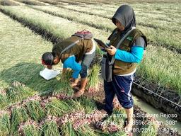 Ubinan Bawang Merah di Desa Sidokare, Rejoso