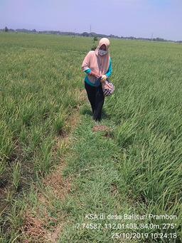 Ubinan KSA Jagung di Desa Baleturi, Prambon