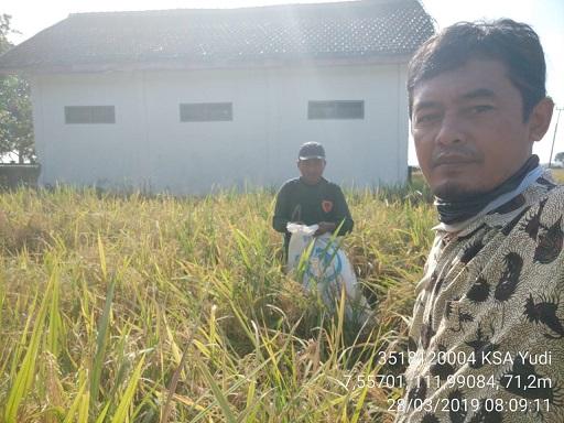  Ubinan KSA in Karangsemi Village, Gondang