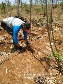 Ubinan Ketela Pohon Subground 3 di Desa Duren, Sawahan