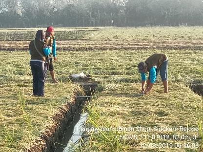 Supervision of Red Onion Tiles in Sidokare Village, Rejoso