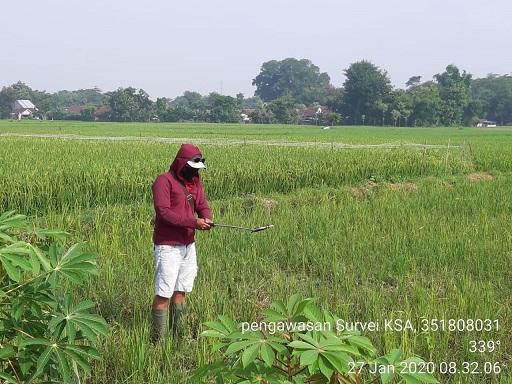 Pengawasan KSA di Desa Tanjungkalang, Ngronggot