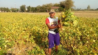 Soybeans in the Begadung Village, Nganjuk