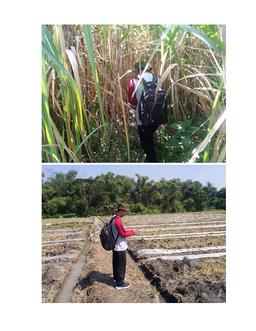 Check the KSA segment of karangsemi corn gondang 1 sub center of the river, 1 sub watermelon, 2 sub 