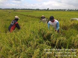 Ubinan KSA di Desa Banaran Kulon, Bagor