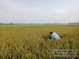 Rice Tiles Survey Subround 1 2024