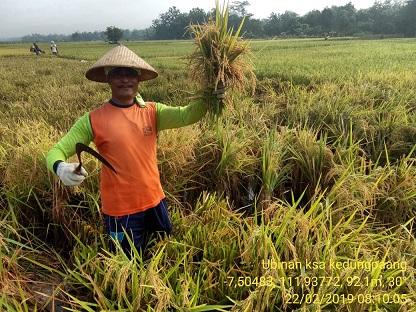 Ubinan KSA in Kedungpaang Village