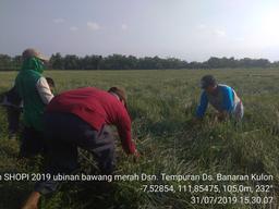 Ubinan Bawang Merah di Dusun Tempuran Desa Banaran Kulon, Bagor