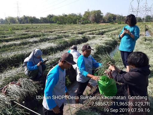 Supervision of Red Onion Tiles in Sumberjo Village, Gondang by the Central BPS