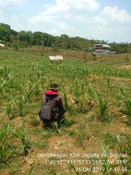 Pengawasan KSA Jagung di Desa Bajulan, Sawahan