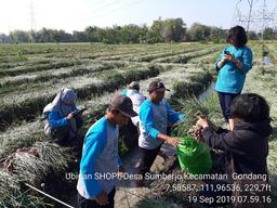 Pengawasan Ubinan Bawang Merah di Desa Sumberjo, Gondang oleh BPS Pusat