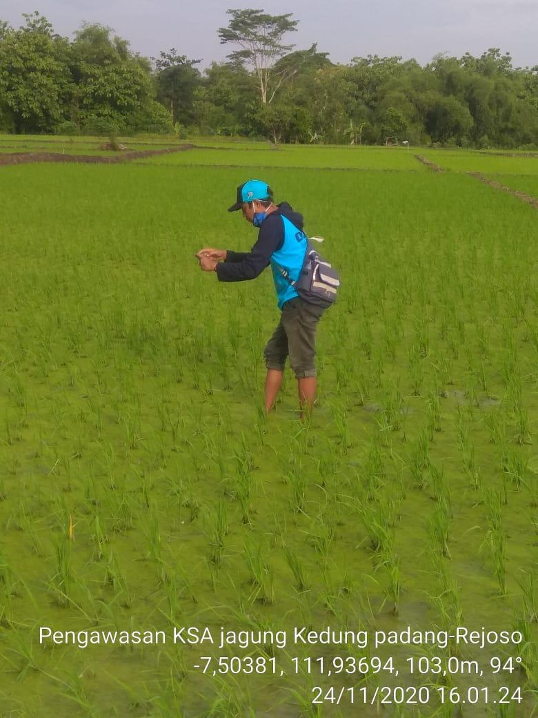 Pengawasan KSA Jagung di Desa Kedungpadang, Rejoso