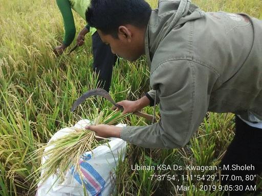 Ubinan KSA di Desa Kwagean