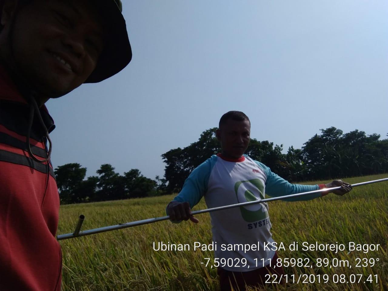  KSA Rice paddy in Selorejo Village, Bagor