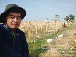 Tiles of Corn in Senggowar Village, Gondang