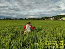 Ubinan KSA di Kecamatan Rejoso