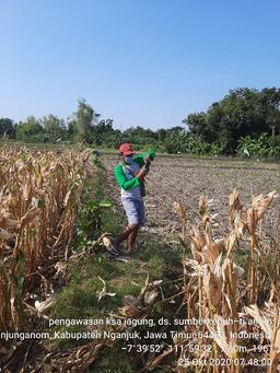 Supervision of KSA Corn 2020 in Sumberksatria Village, Tanjunganom