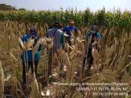 Ubinan KSA Jagung di Desa Rowoharjo, Prambon