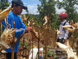 Ubinan Jagung di Desa Duren, Sawahan 013B