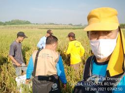 Paddy Tiles 2021 in Drenges Village, Kertosono