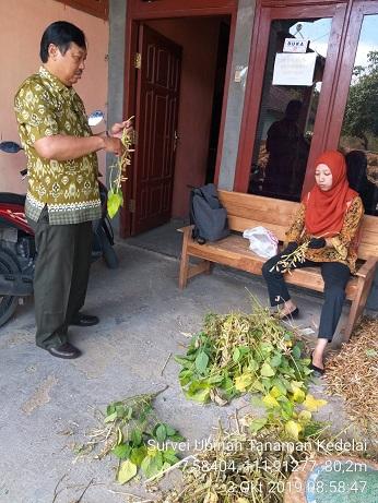 Ubinan Tanaman Kedelai di Begadung, Nganjuk