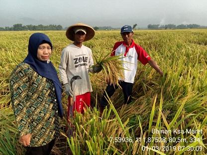 Ubinan KSA Maret di Mojorembun, Rejoso