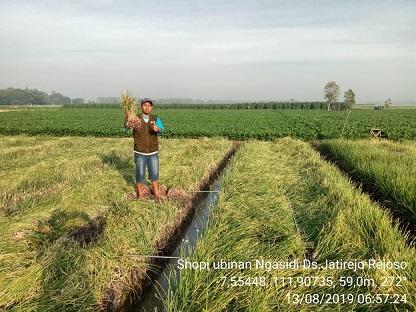 Ubinan Bawang Merah di Desa Jatirejo, Rejoso