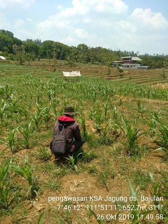 Pengawasan KSA Jagung di Desa Bajulan, Sawahan