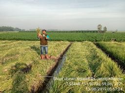 Ubinan Bawang Merah di Desa Jatirejo, Rejoso