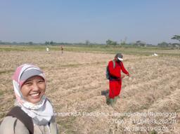 Supervision of Ubinan KSA Rice in Tanjungkalang Village, Ngronggot